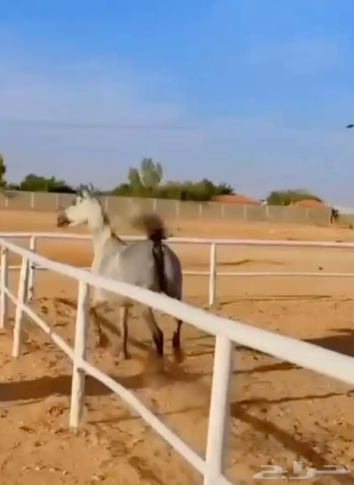 فرس مكس جمال منتجة لقاح على الفحل فواز العويضة ابن الرشيم 2