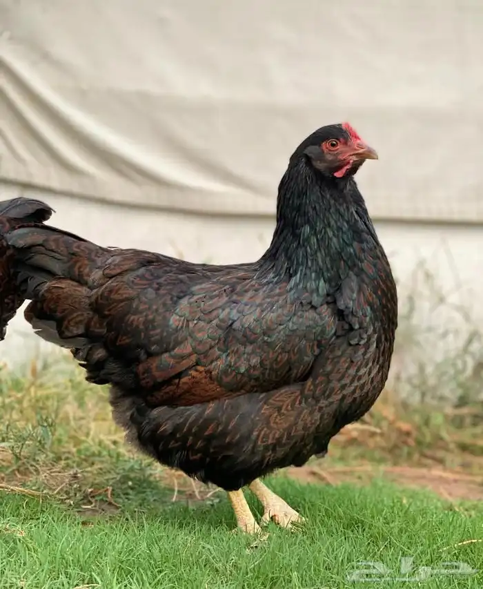 دجاج بارنفيلدر الهولندي 0