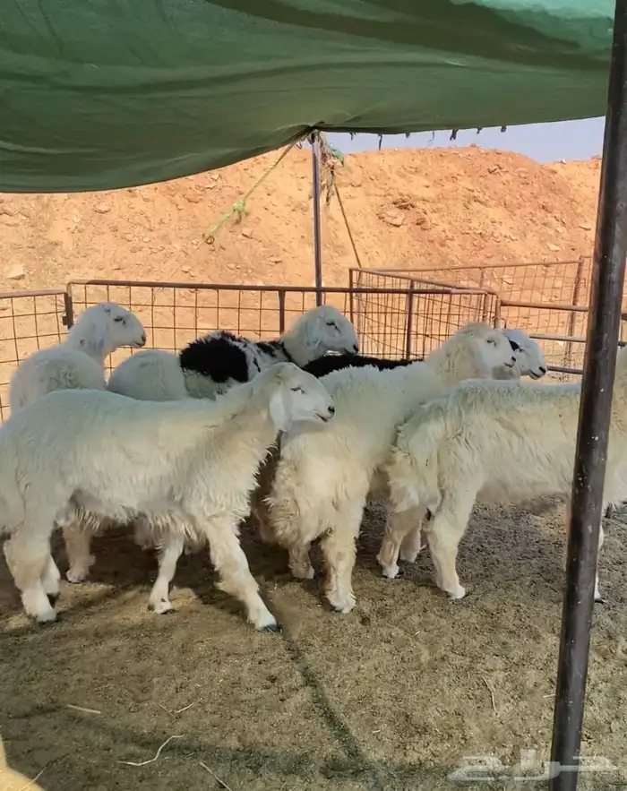 العدد 7 طليان حري ونجد 0