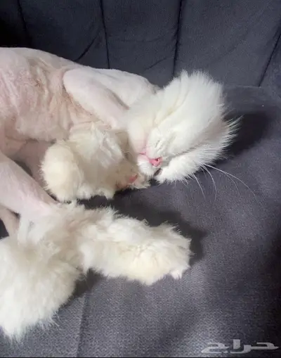 قطة سكوتش فولد للتبني index