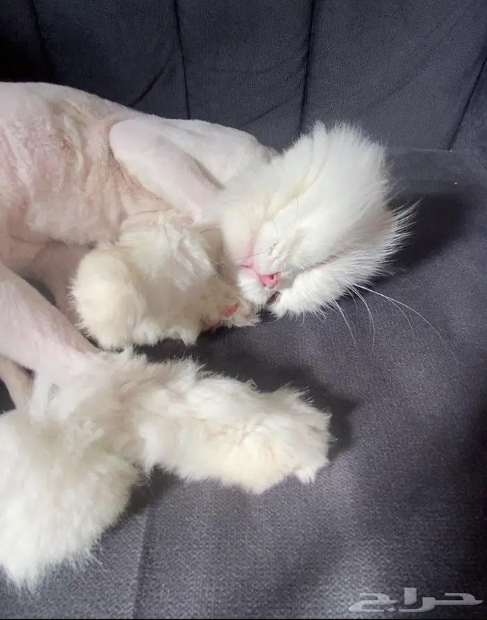 قطة سكوتش فولد للتبني 3