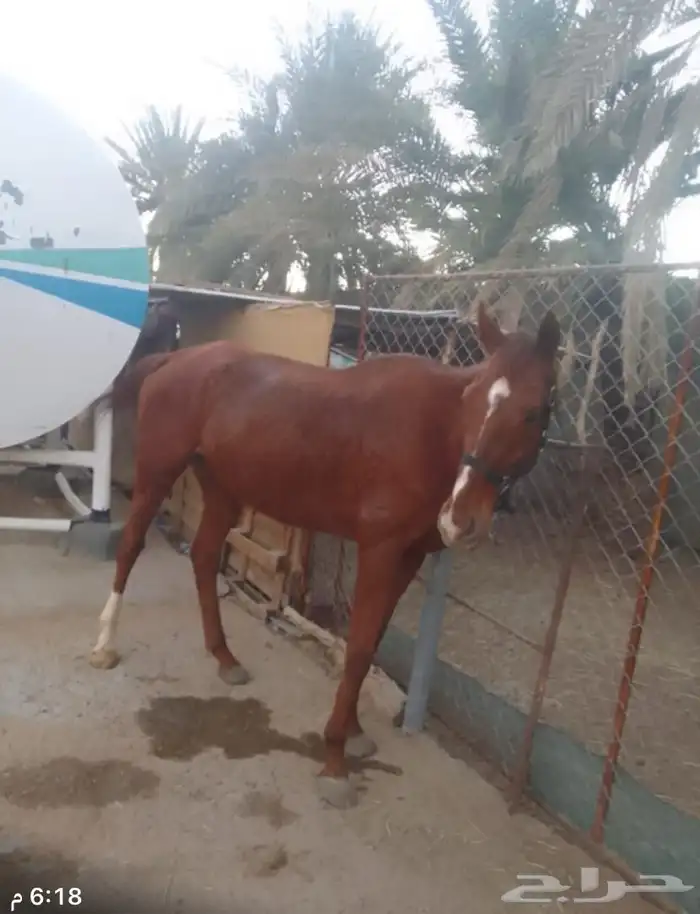 حصان انقليزي 1