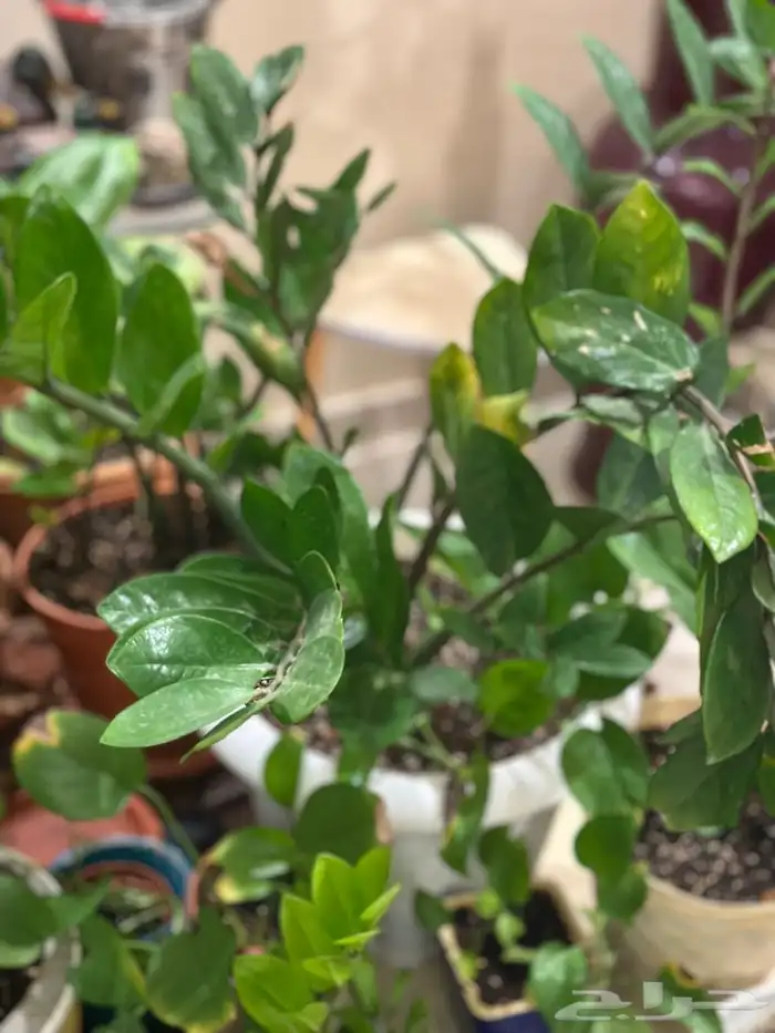 زرع منزلي داخلي بأسعار منافسة 3