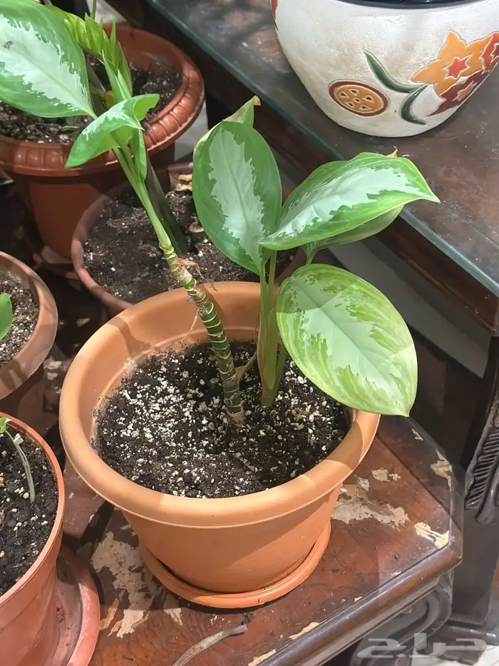 زرع منزلي داخلي بأسعار منافسة 2