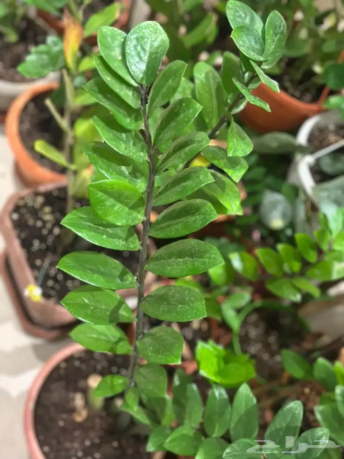 زرع منزلي داخلي بأسعار منافسة 1