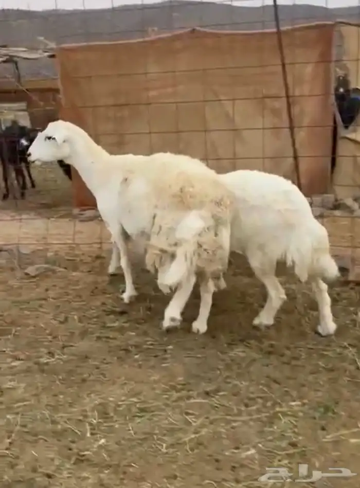 ضان حيل حرية شحم 0