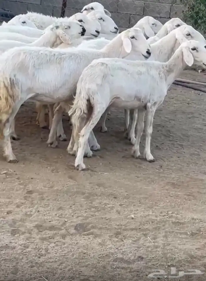 11 شاه مقنى زين 6