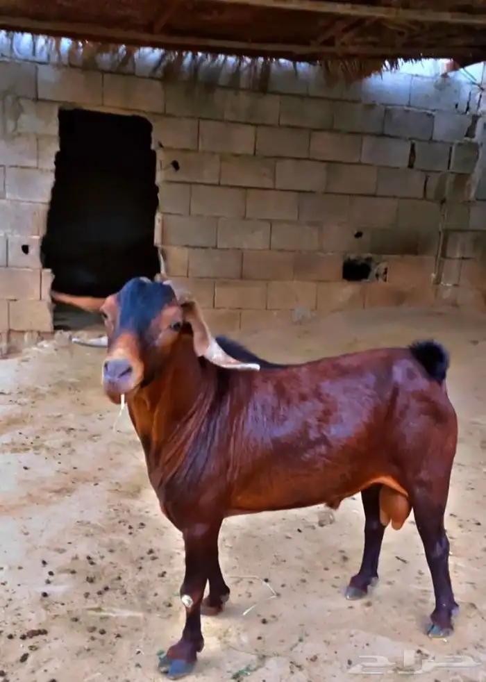 تيس ادهم ادبس لون وجرم عريض التيس مشروط 1