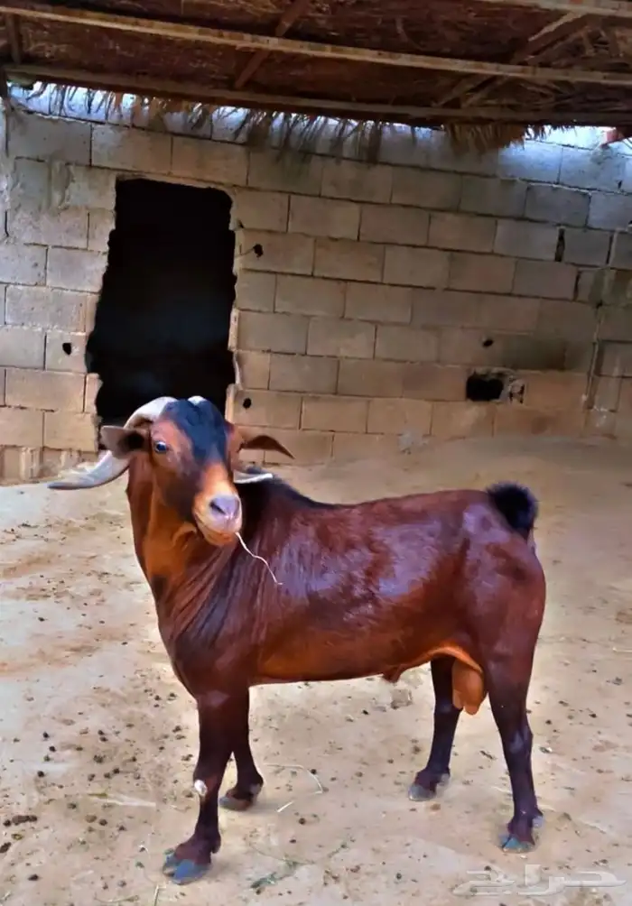 تيس ادهم ادبس لون وجرم عريض التيس مشروط 0