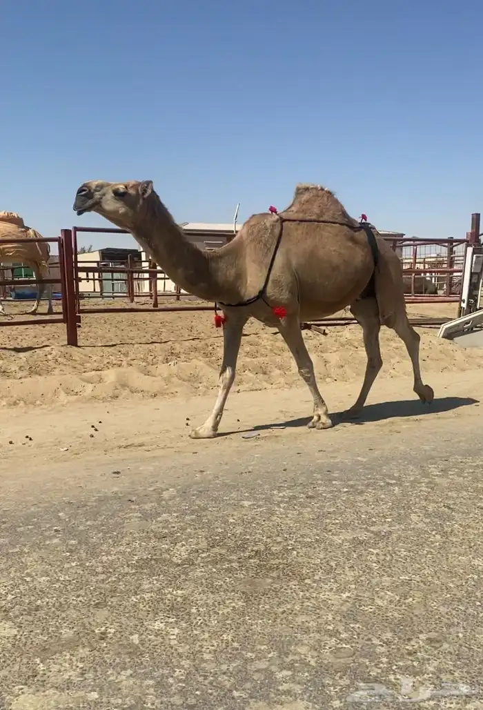 حمرا ضروبه 2