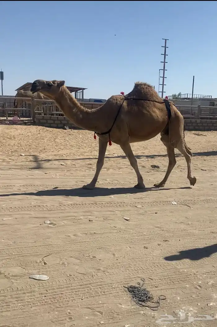 حمرا ضروبه 3