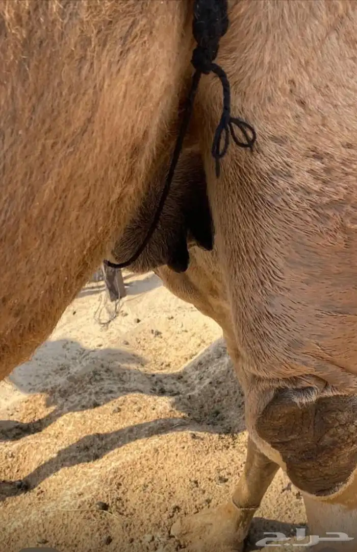 حمرا ضروبه 6