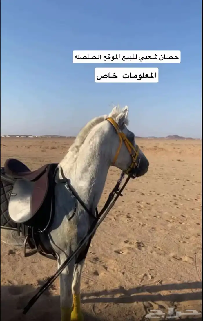 حصان شعبي سيم ب 3000 و البيع قريب الحصان حار محقق مركز 0