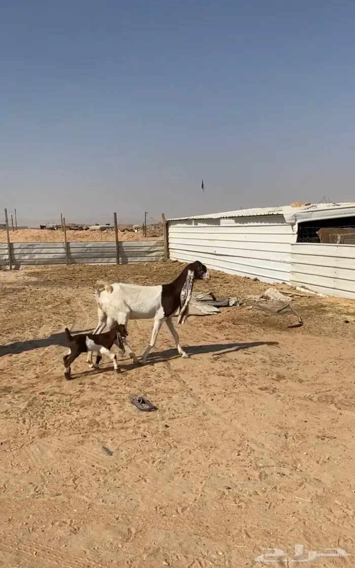 تم البيع للبيع عنز مشروكه 1