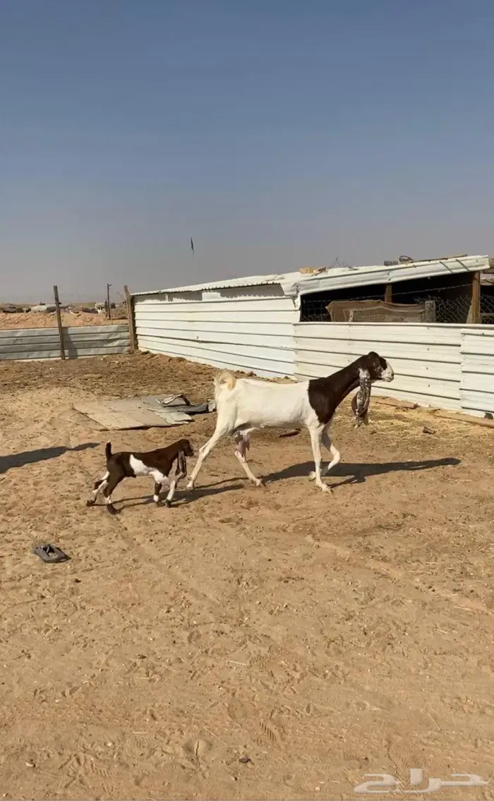 تم البيع للبيع عنز مشروكه 2