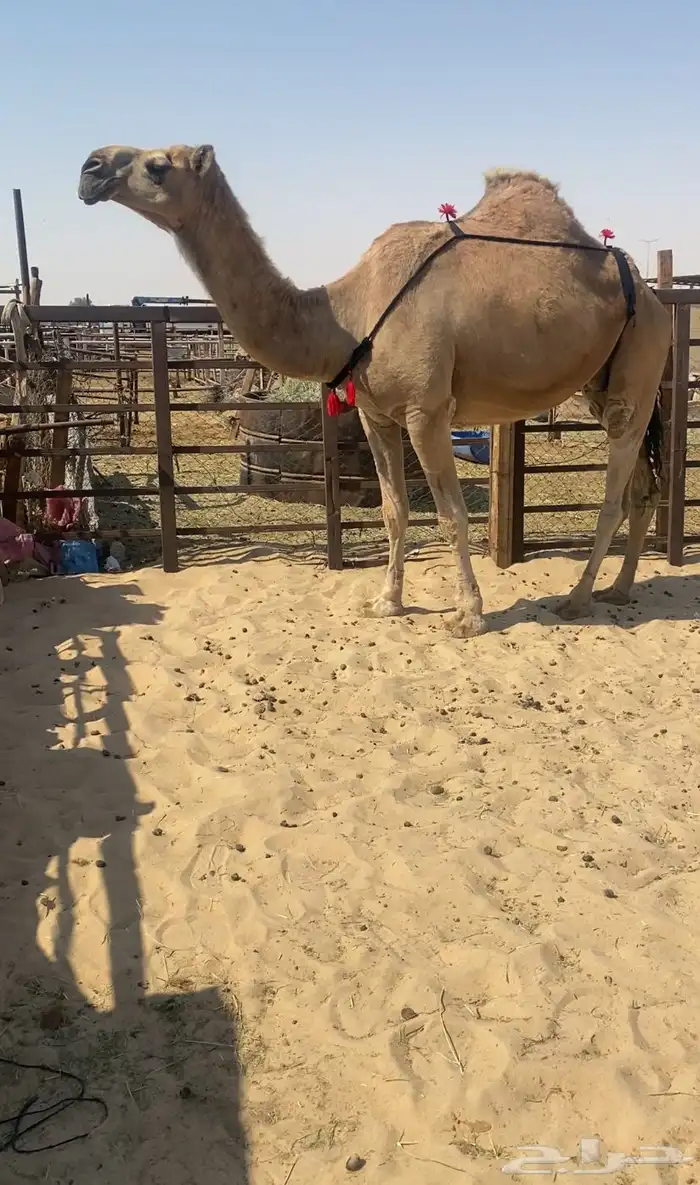 حمرا ضروبه 1