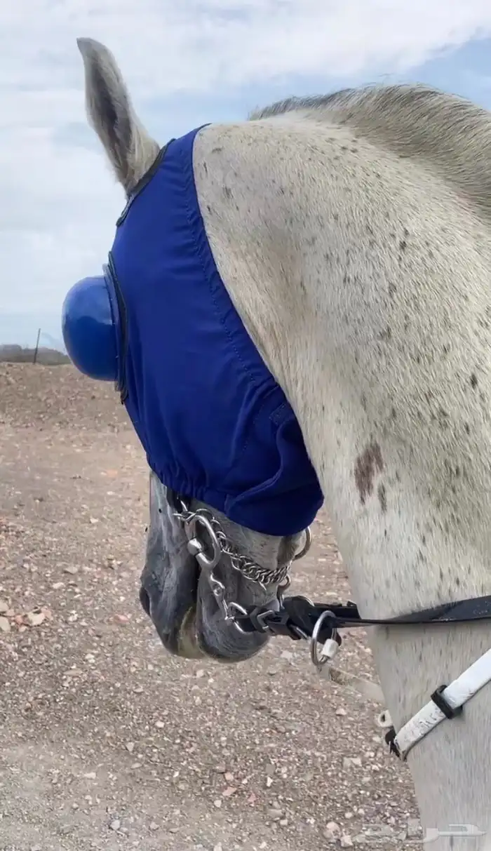 للبيع قناع خيل 0