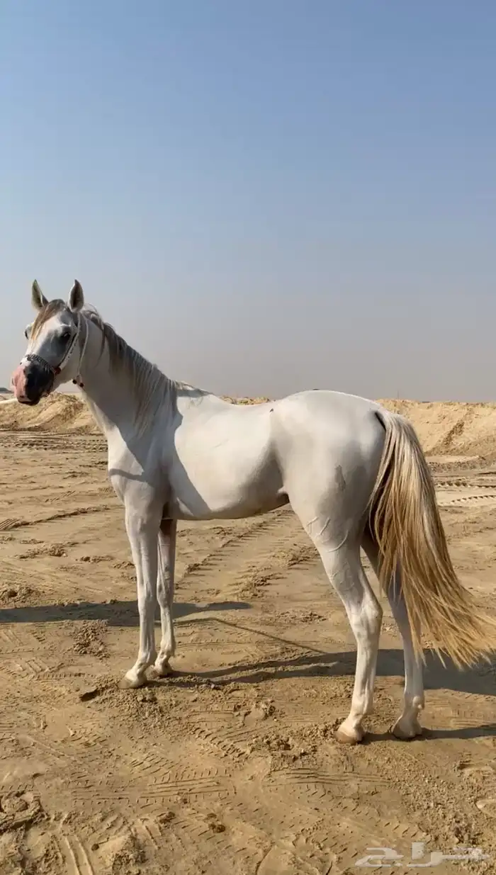 حصان عربي اصيل سبوق و طرب 1