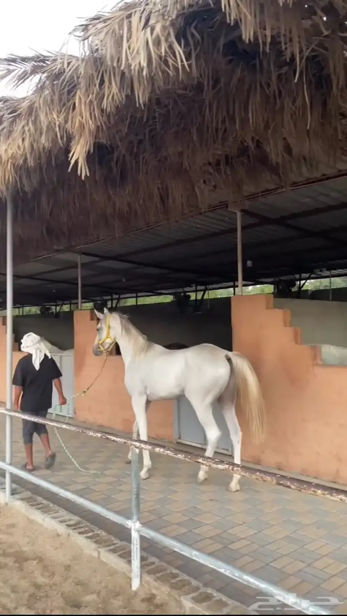 حصان عربي اصيل سبوق و طرب 0