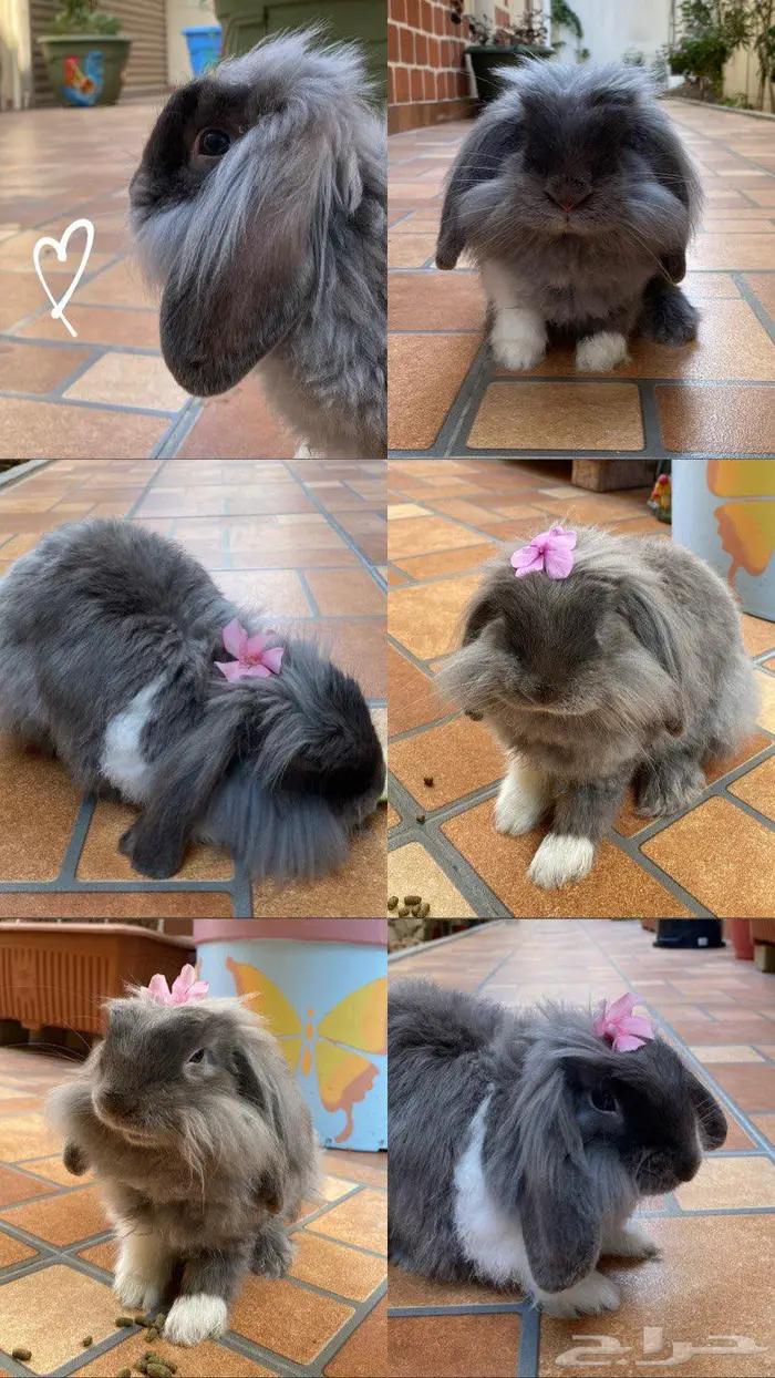 ارنب هولند لوب 0