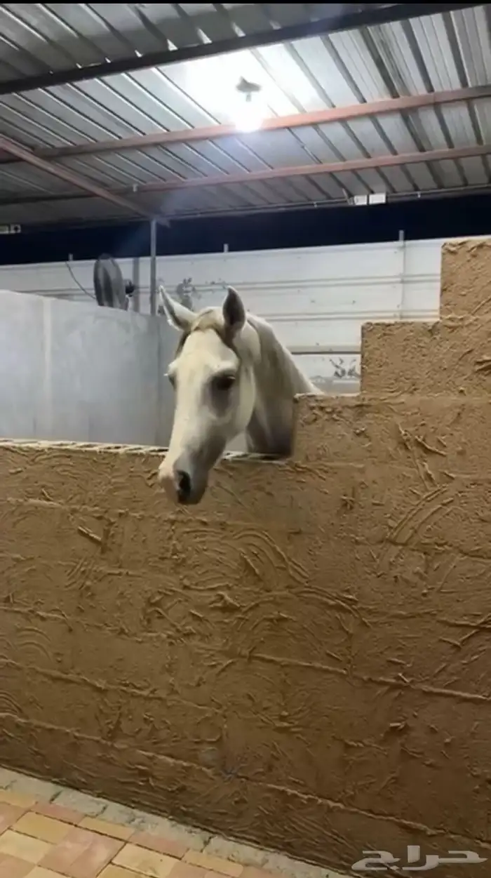 حصان عربي اصيل سبوق و طرب 5