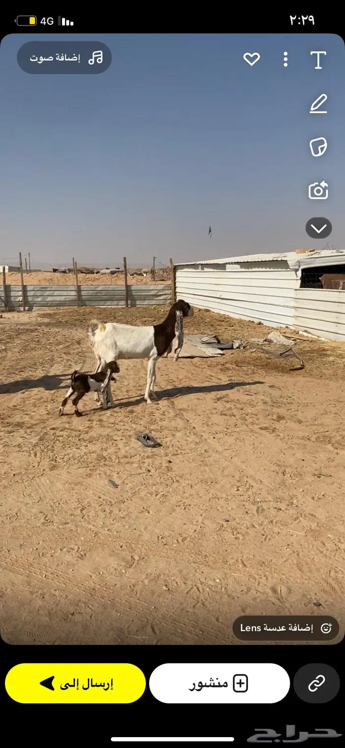 تم البيع للبيع عنز مشروكه 0