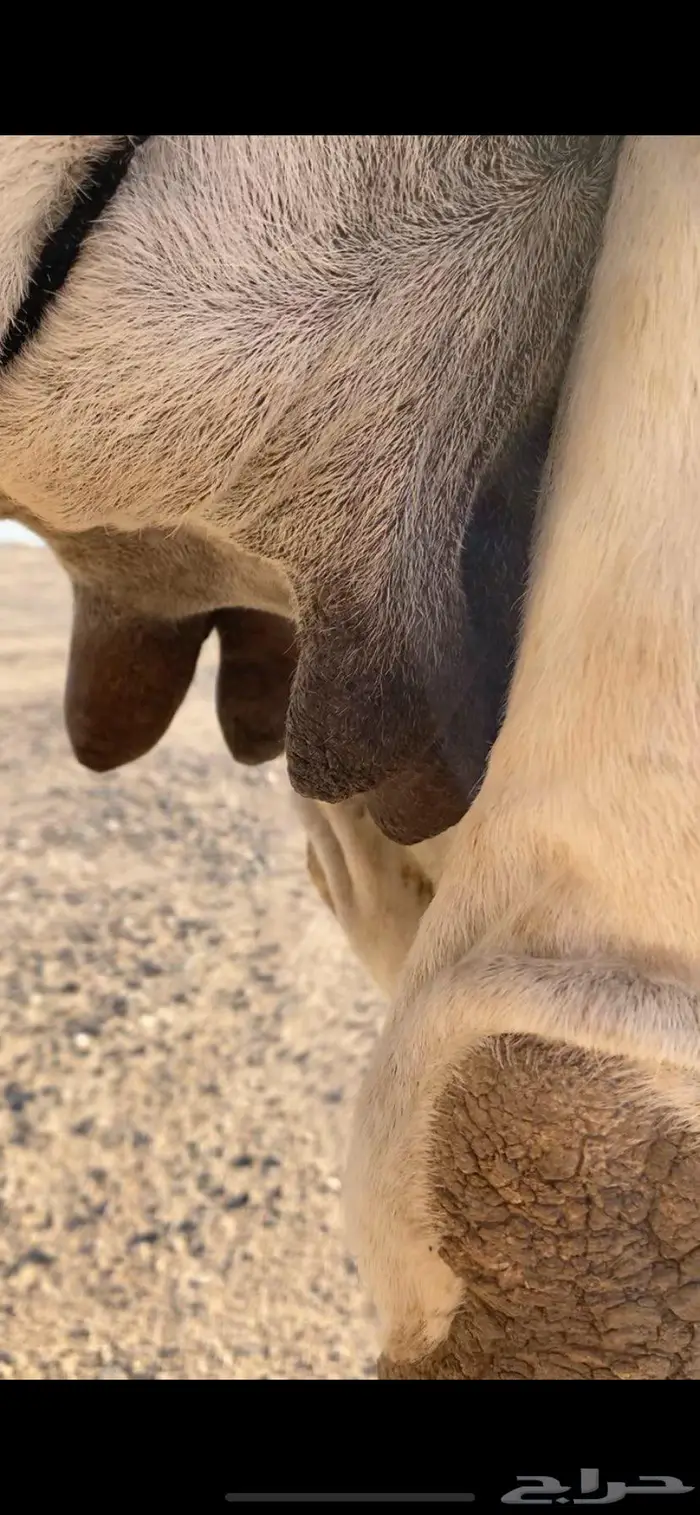 ضريبه للبيع 2