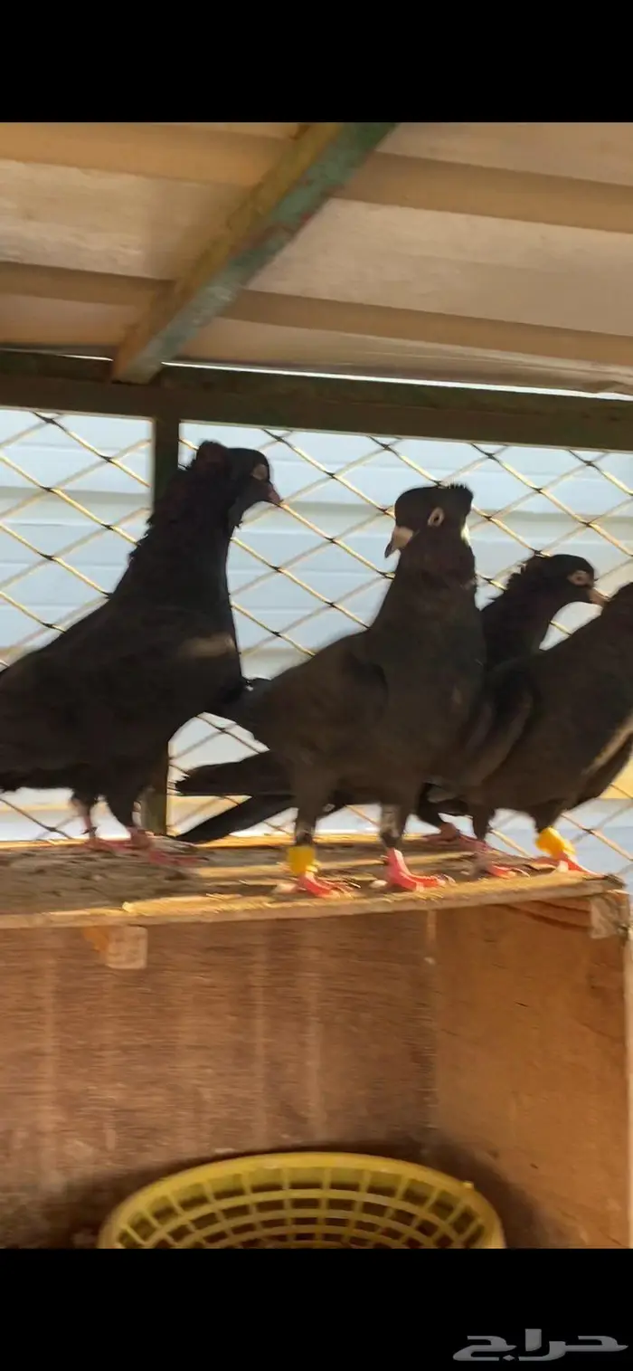 سود سالم عيال المطرفة 0