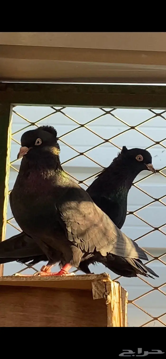 سود سالم عيال المطرفة 7