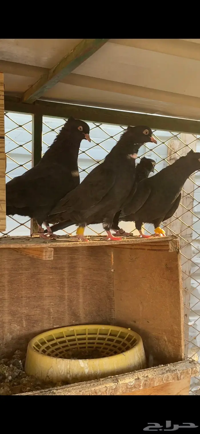 سود سالم عيال المطرفة 12