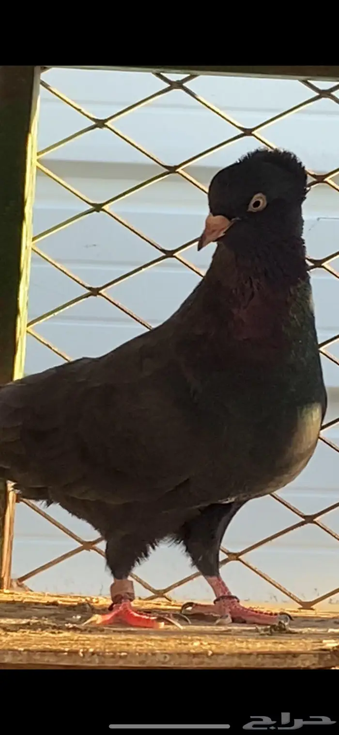 سود سالم عيال المطرفة 6