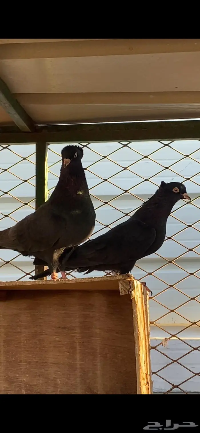 سود سالم عيال المطرفة 5