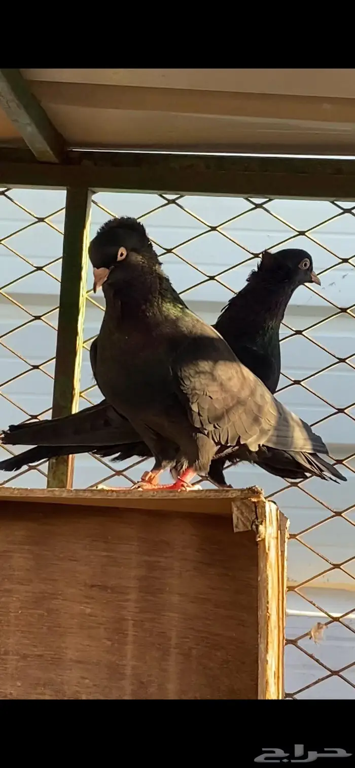 سود سالم عيال المطرفة 8