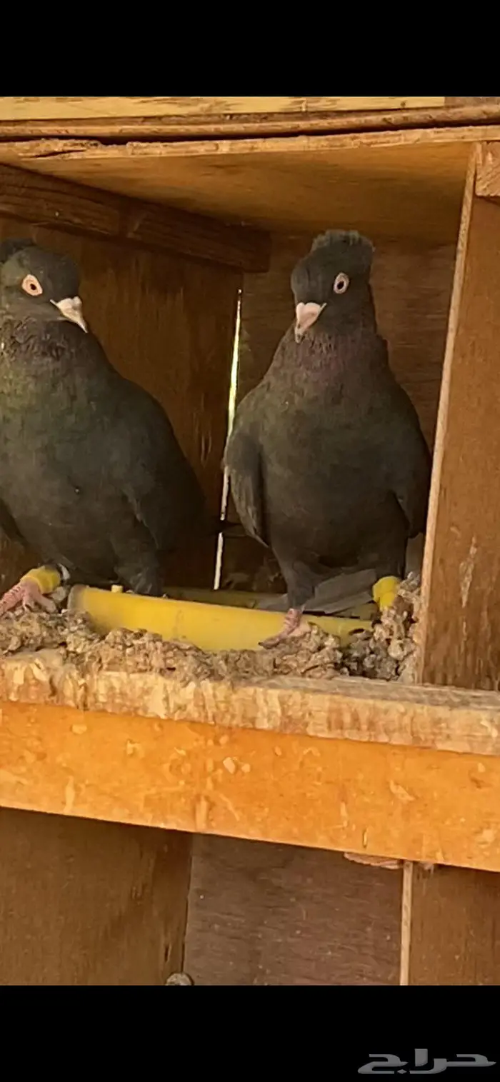 سود سالم عيال المطرفة 17