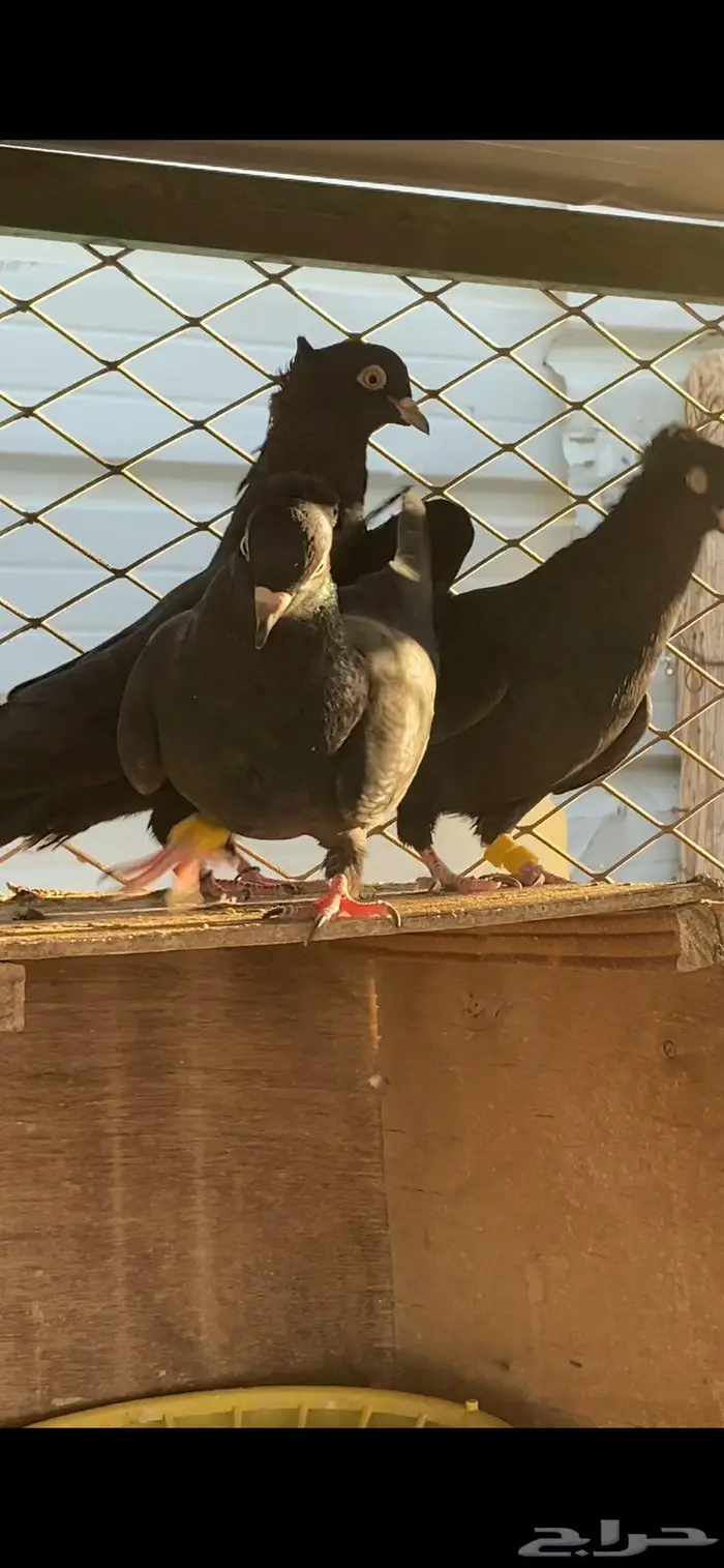 سود سالم عيال المطرفة 2