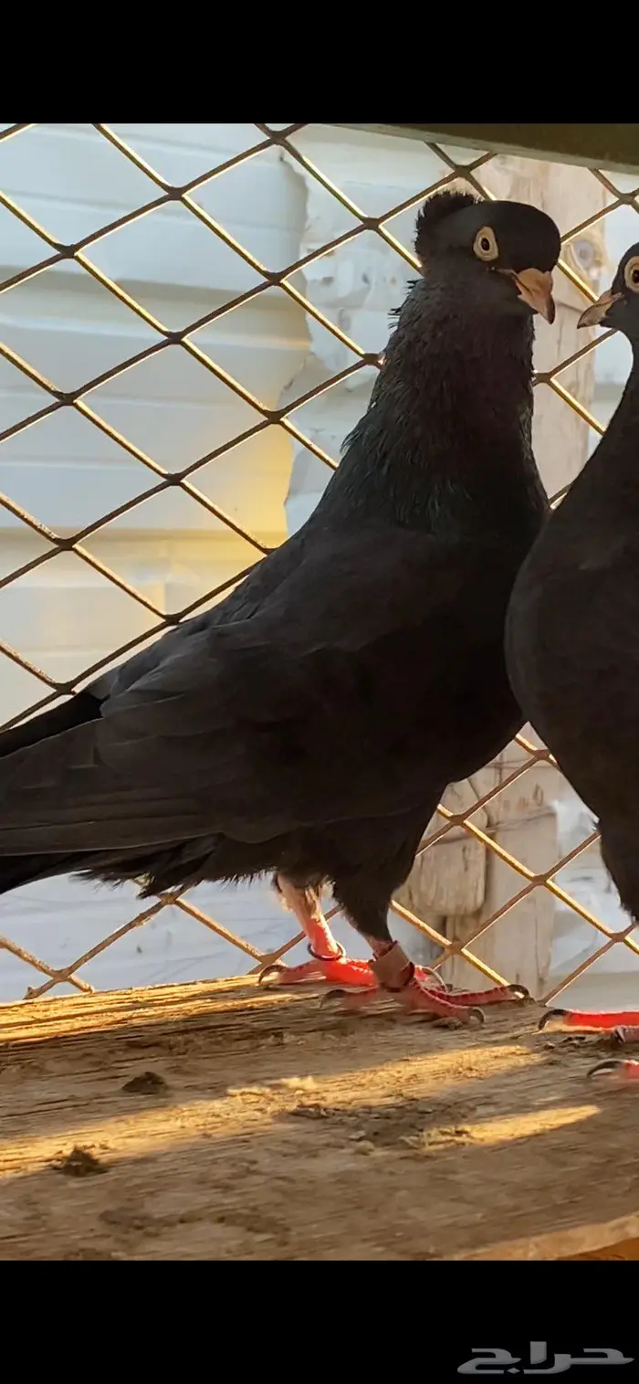 سود سالم عيال المطرفة 11