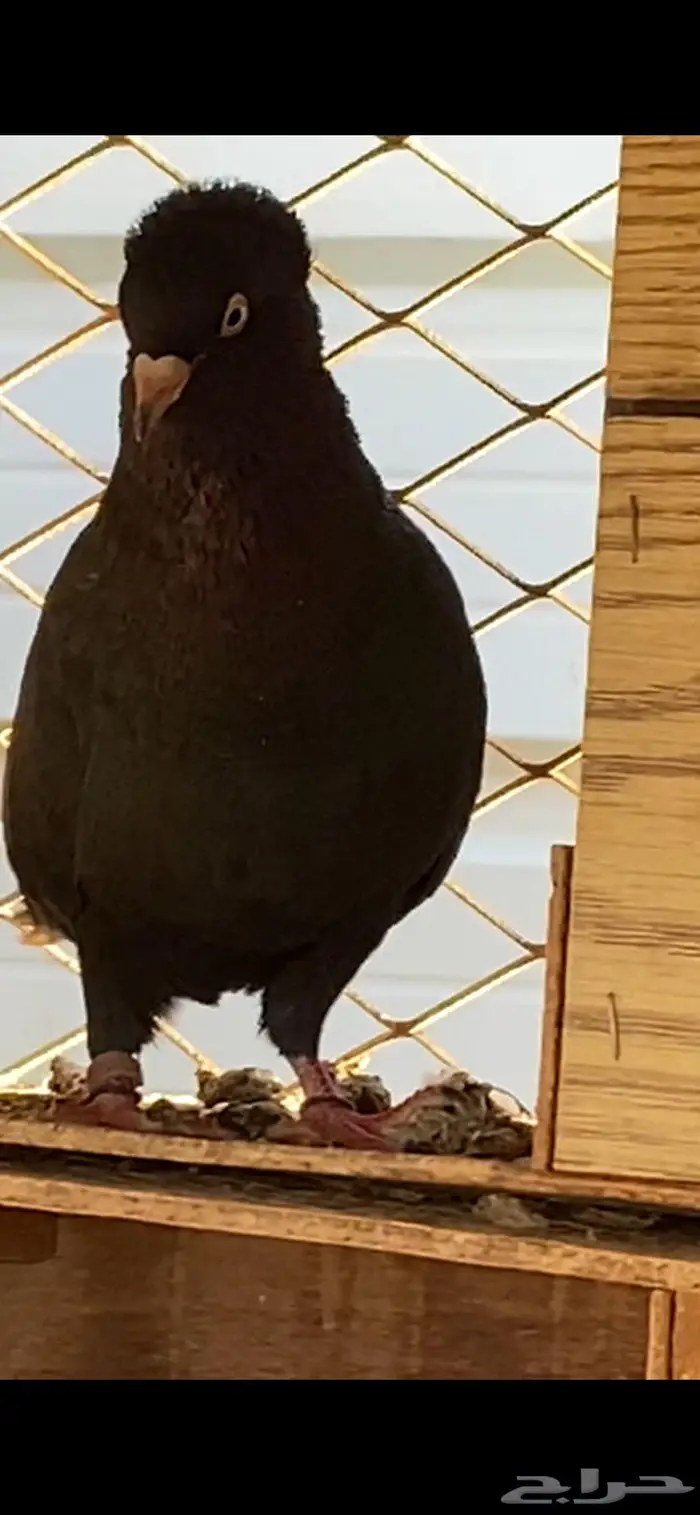 سود سالم عيال المطرفة 4