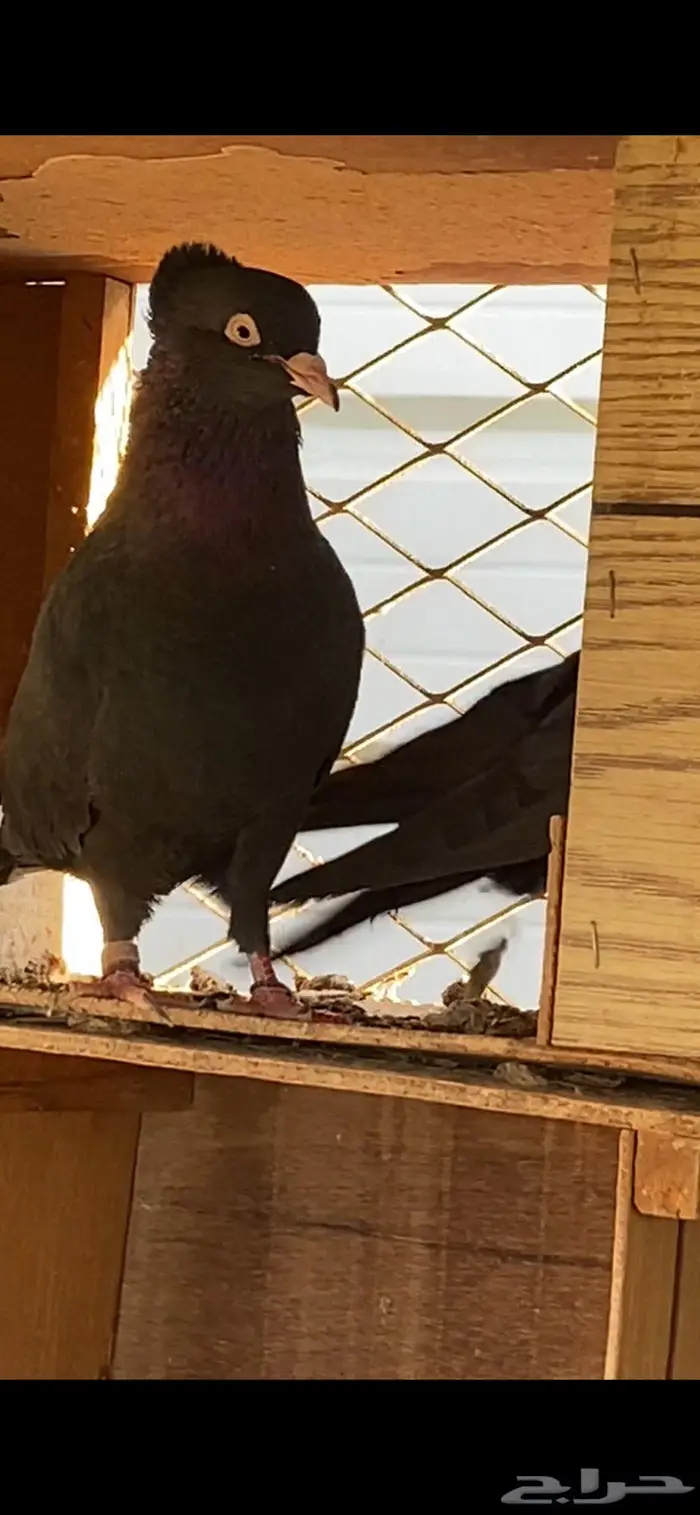 سود سالم عيال المطرفة 16