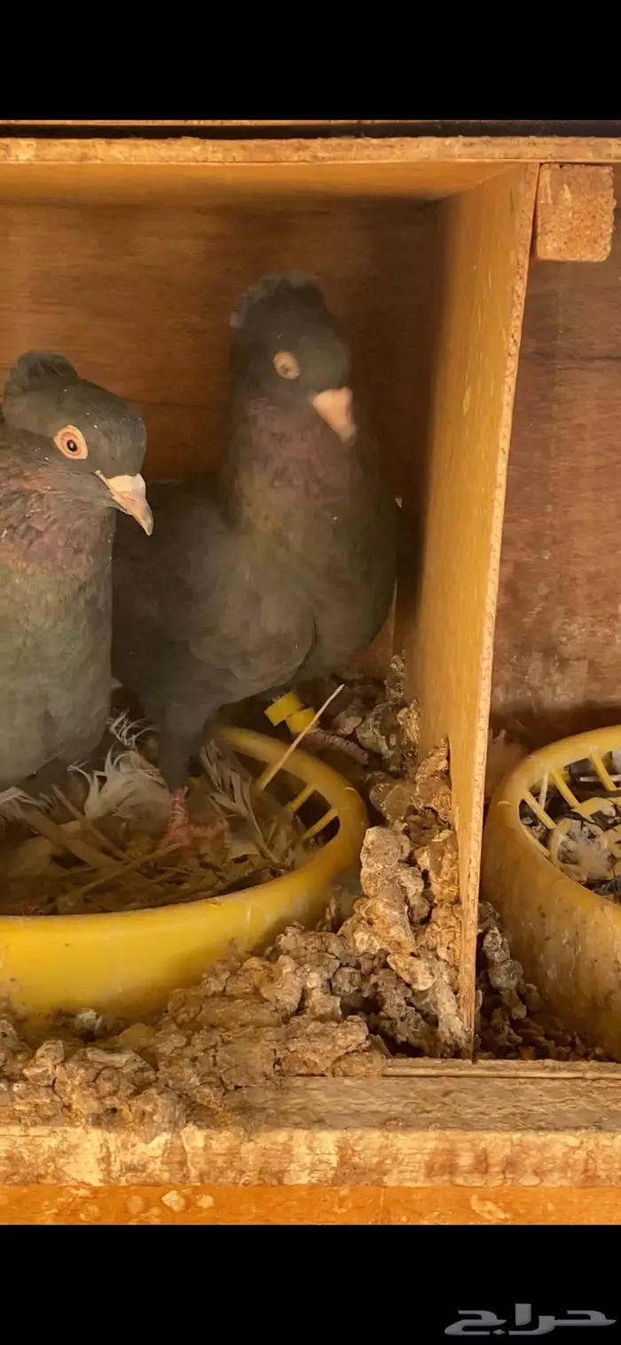 سود سالم عيال المطرفة 14