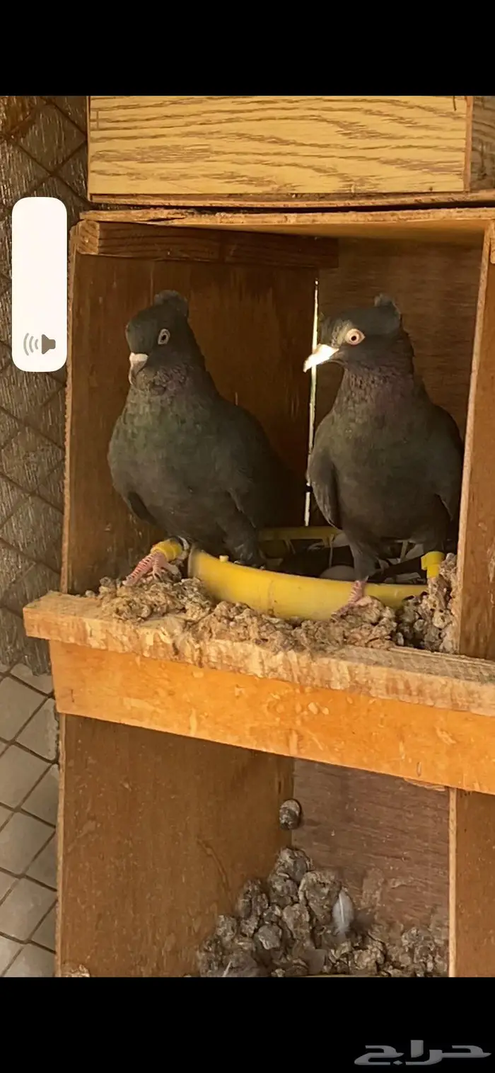 سود سالم عيال المطرفة 22