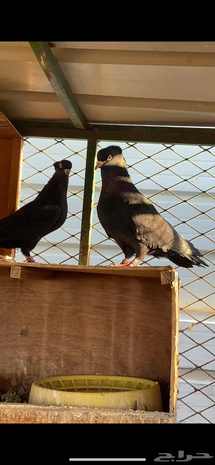 سود سالم عيال المطرفة 21