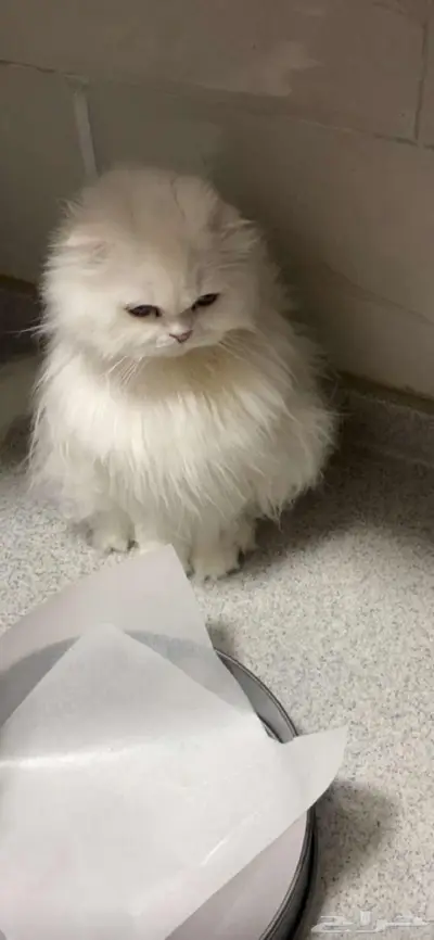 قطة سكوتش فولد للتبني index