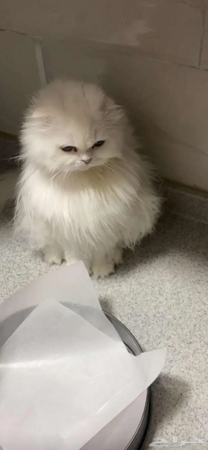 قطة سكوتش فولد للتبني 1