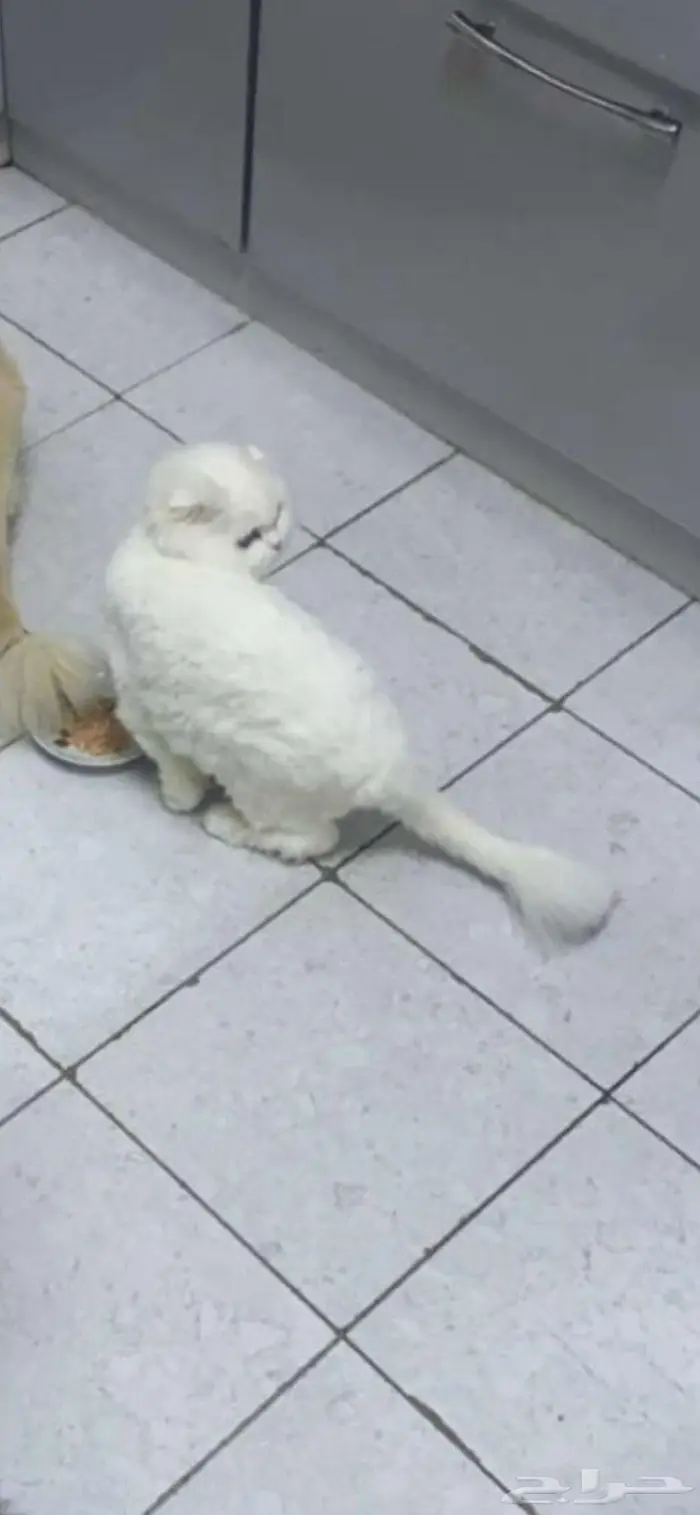 قطة سكوتش فولد للتبني 0