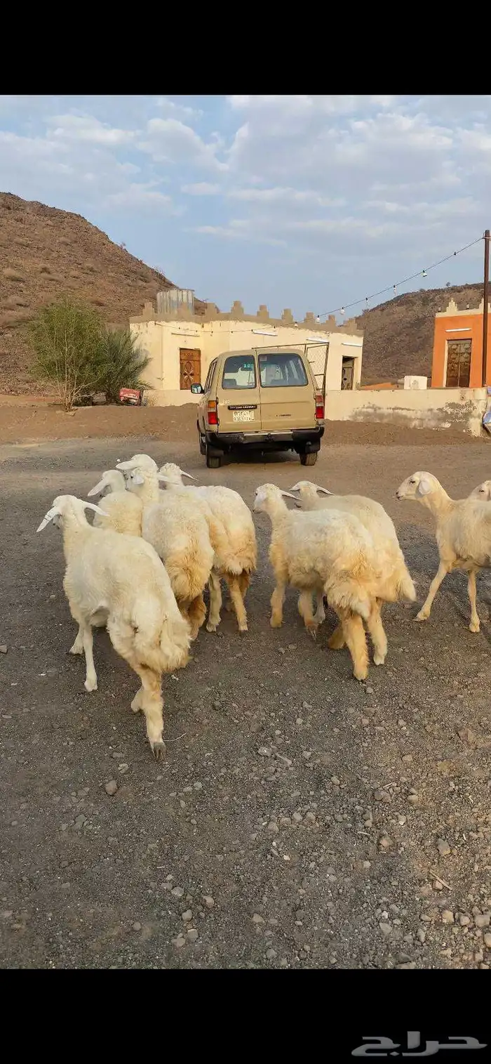 ارخال للبيع 0