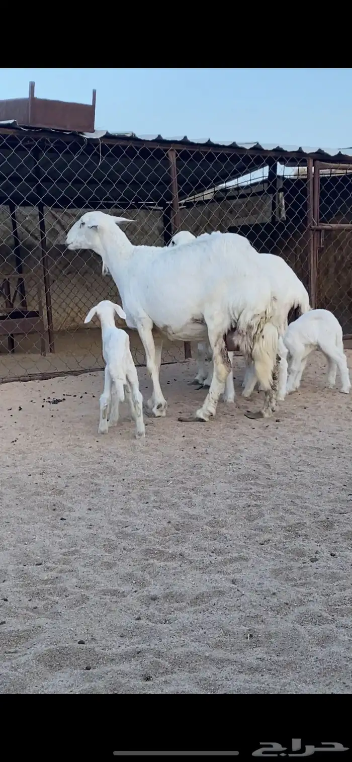 شاتين صنف الصنف تحتها 4 رخال 0