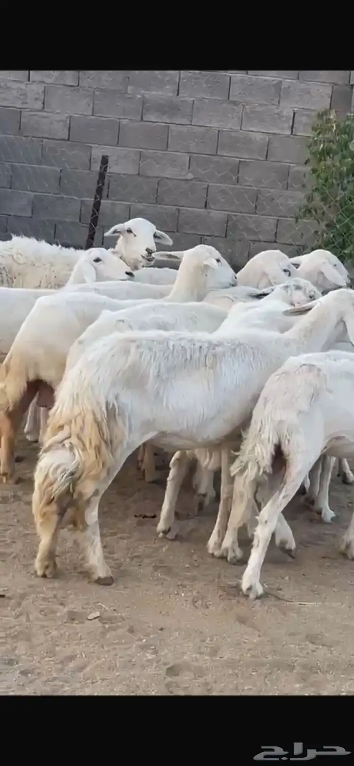 11 شاه مقنى زين 5