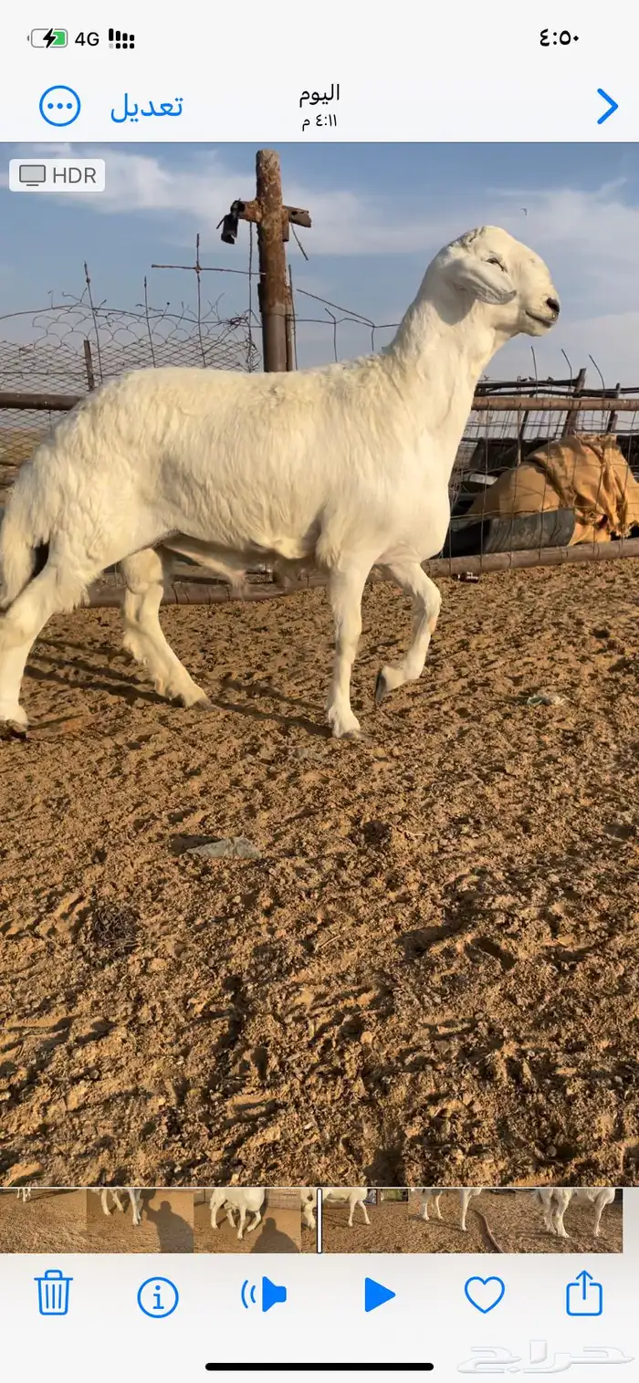 خروف فحل صنف 3