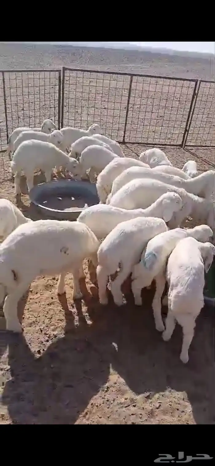 عنم حريات عددها 67راس تحته 21 ولد ول بقي مضريع 5