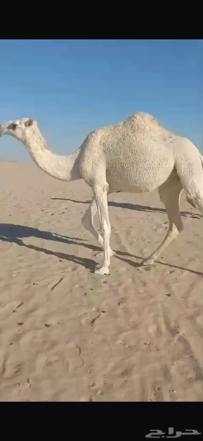 بكار حقايق رمانيات طفاح وسره ورق منوة القناي 1